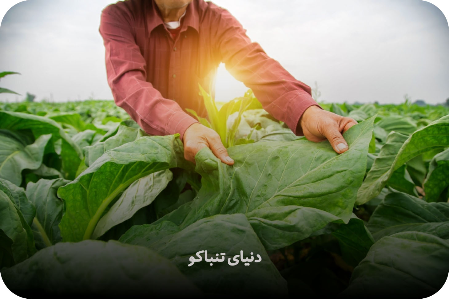 دنیای تنباکو